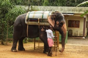 elephant, kerala, india